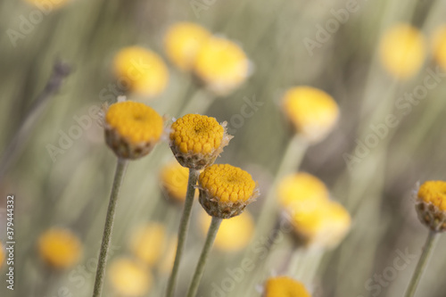 Santolina pectinata aromatic plant with yellow compound flowers on long erect stems defocused green background photo