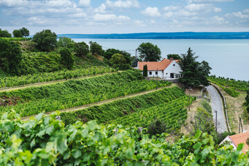 Crédence de cuisine  Vineyard in Badacsony - Hungary. Badacsony is one of the best placed near lake Balaton. It has a lot of good wineries.  © milansz89