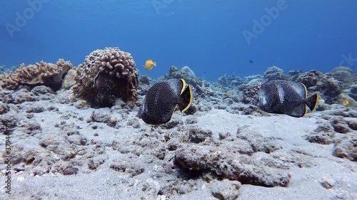 Black Gem Tang Fish (Zebrasoma Gemmatum) Swimming In The Beautiful Coral Reef At The Bottom Of The Sea - underwater photo