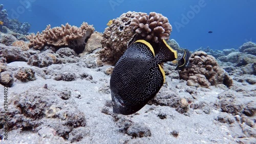 Wrought Iron Butterflyfish (Chaetodon daedalma) Swimming in The Beautiful Coral Reef At The Bottom Of The Ocean photo