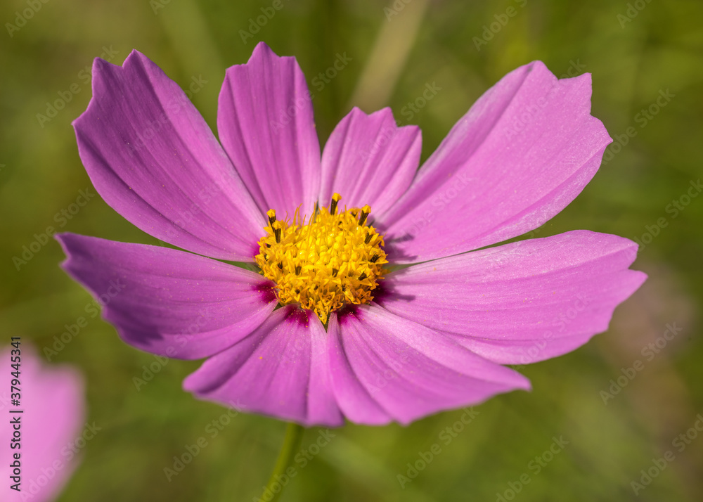 Blooming head of pink cosmos flower close up. Blooming head of pink cosmos flower close up.