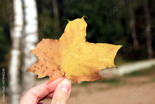 hand holding a yellow maple leaf