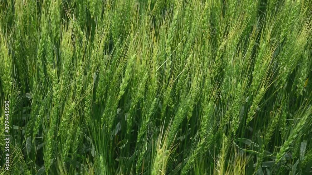 A very close-up of bright green wheat with yellow tips are moving in a moderate wind. The midground and background are in focus and the foreground is out of focus.
A very close-up of bright green wheat with yellow tips are moving in a moderate wind. The midground and background are in focus and the foreground is out of focus.