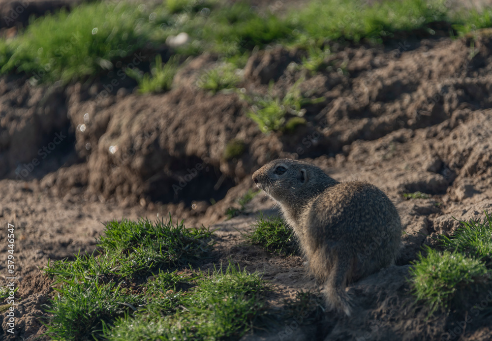 Naklejka premium Ground squirrel animal in summer sunny hot morning