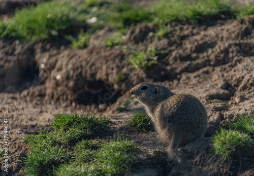 Ground squirrel animal in summer sunny hot morning