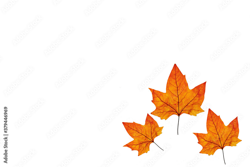 Maple Autumn leaves