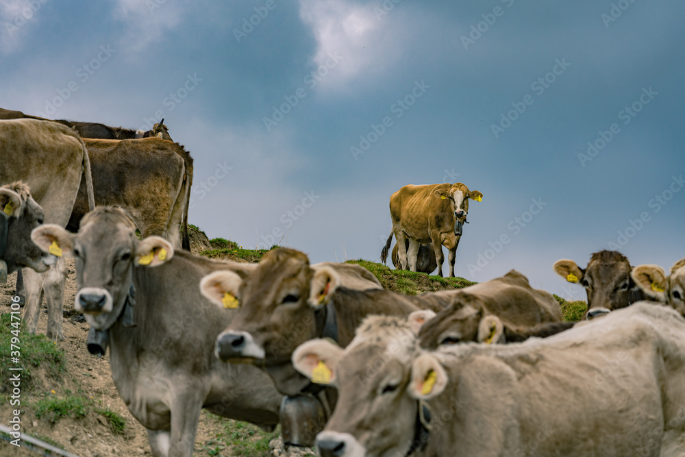 cows in the Bavarian alps