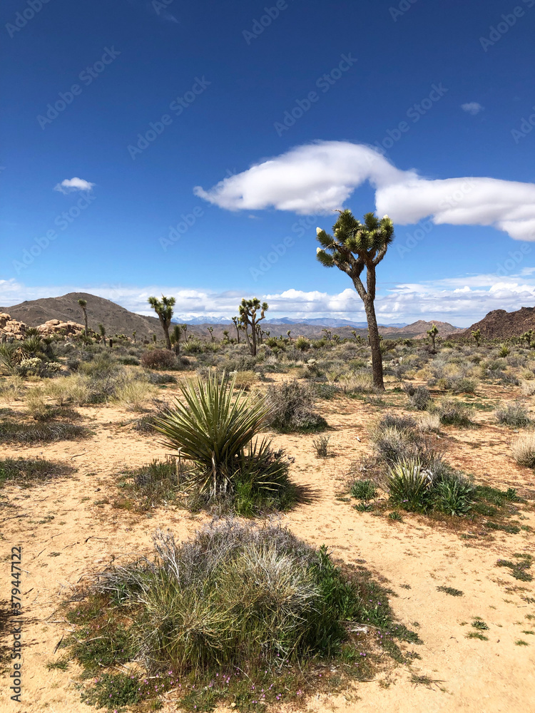 Joshua trees and desert landscape with mountains in Joshua Tree National Park, California, USA.