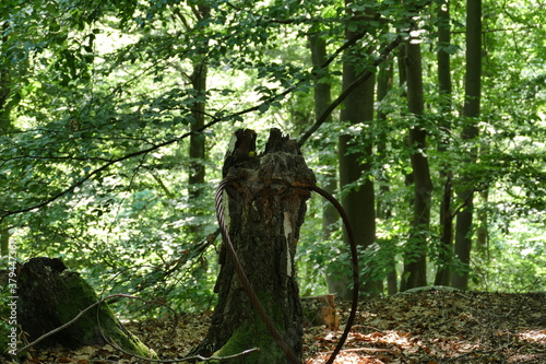 Baumstumpf hat ein dickes Drahtseil gefressen