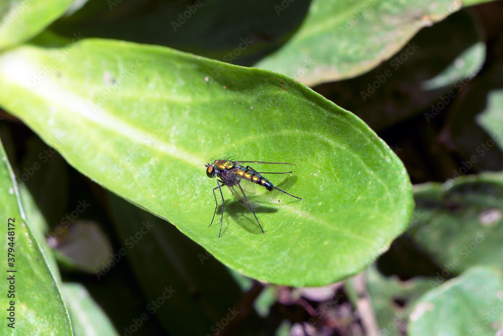 iridescent multicolored Garden fly on green leaf iridescent multicolored Garden fly on green leaf