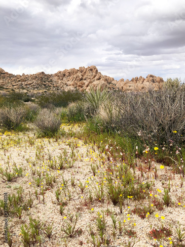 Wildflowers and mountains in the desert of Joshua Tree National Park, California, USA