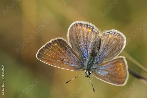 Nahansicht eines Schmetterlings - Bläuling © Revilo Lessen