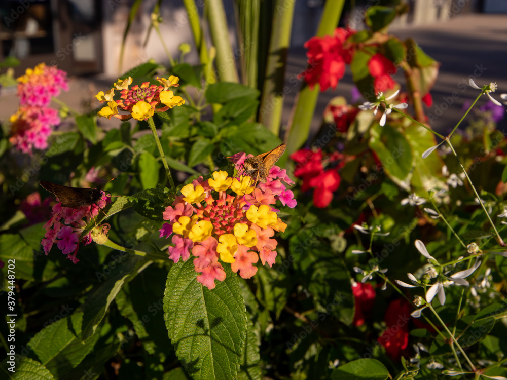 flowers for backgrounds