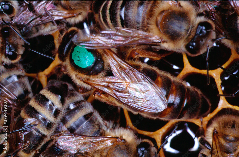 Bienenkönigin bei der Eiablage. Thüringen, Deutschland, Europa