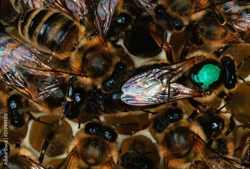 Bienenkönigin bei der Eiablage. Thüringen, Deutschland, Europa photo