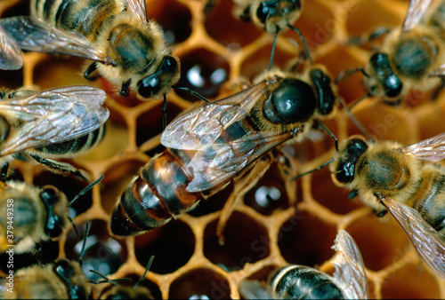 Bienenkönigin bei der Eiablage. Thüringen, Deutschland, Europa