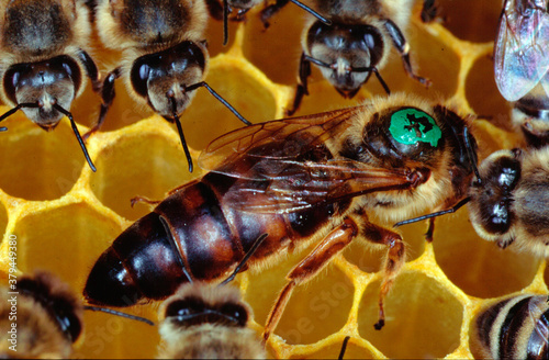 Bienenkönigin bei der Eiablage. Thüringen, Deutschland, Europa photo