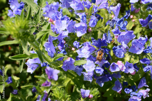 Shrill carder bee feeding from blue viper s bugloss flowers