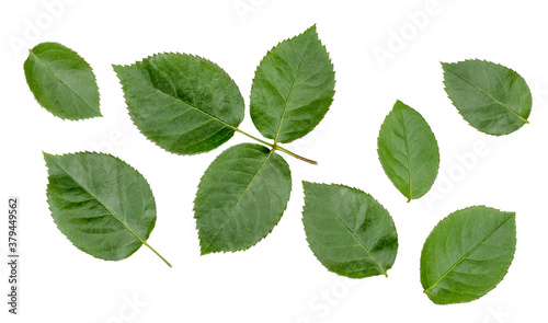 Rose leaf isolated on white background