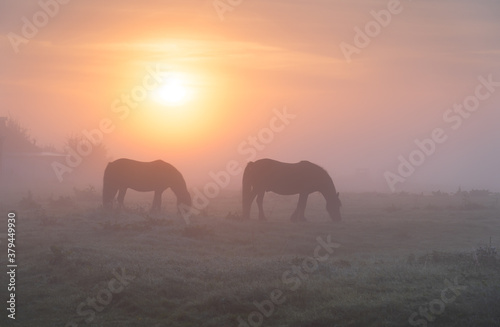Two horse grazing in a meadow during a foggy sunrise.