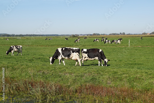 Pasture landscape. Black and white cows in the meadow in the Netherlands. September, near the Dutch village of Bergen.