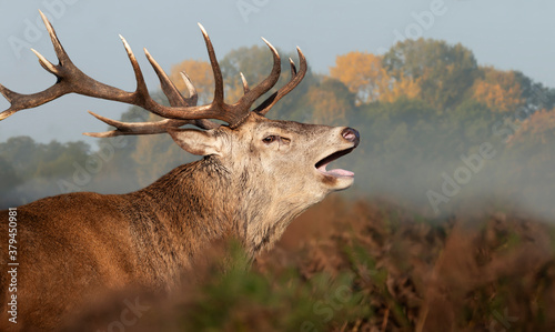 Red Deer calling during rutting season in autumn