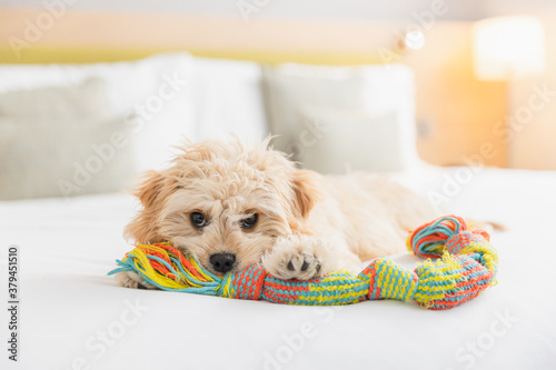 Photography Friendly dog is playing on the bed in hotel room