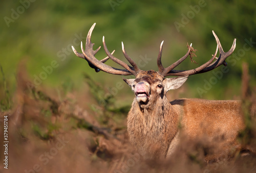 Close up of a red deer stag during rutting season