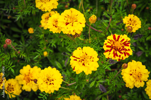 Blooming french marigolds in the garden, in rain. Selective focus