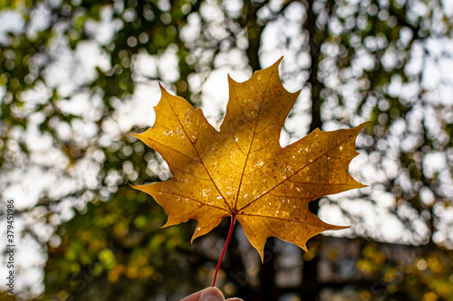 Hand holding yellow maple leaf against a background of autumn park. Autumn background. Seasonal concept.