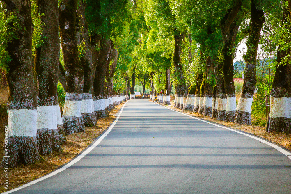 Beautiful road with white painted trees in the roadside