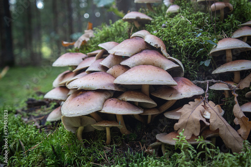 armillaria ostoyae solidipes mushroom cluster in the forest