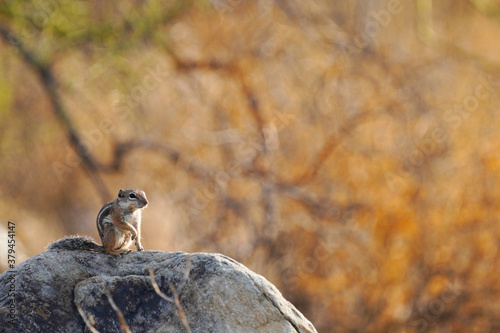 Harris s Antelope Squirrel squatting on a rock