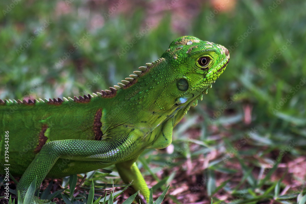 Fototapeta premium young chameleon on the ground with dewdrop on the head