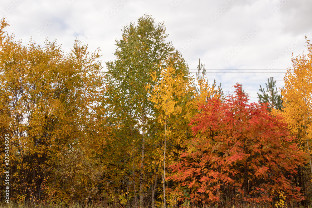 Autumn landscape with beautiful multicolored trees in the forest