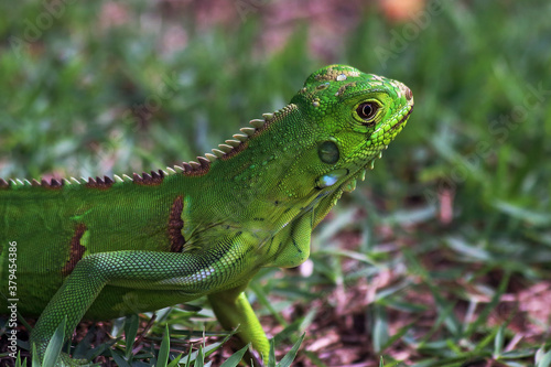 young chameleon on the ground with dewdrop on the head