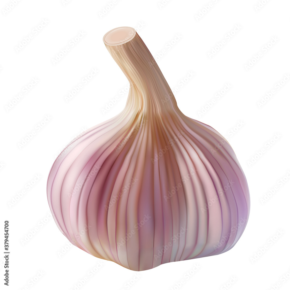 Realistic garlic bulb isolated on white. Vector illustration of spice seasoning  plant