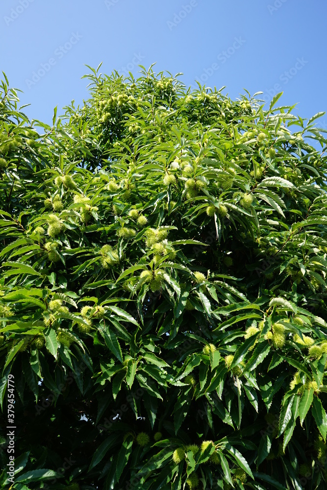 Kastanienbaum Kastanienbaum