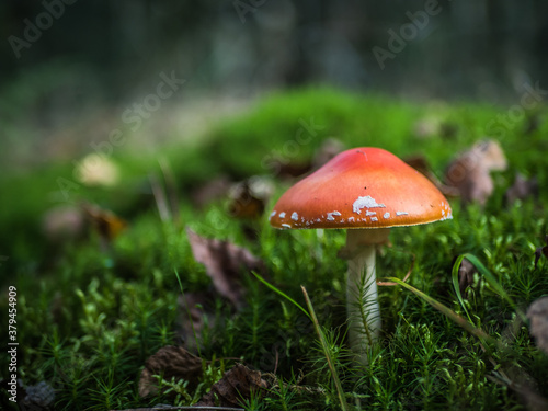 red mushroom in the forest © eagle130870