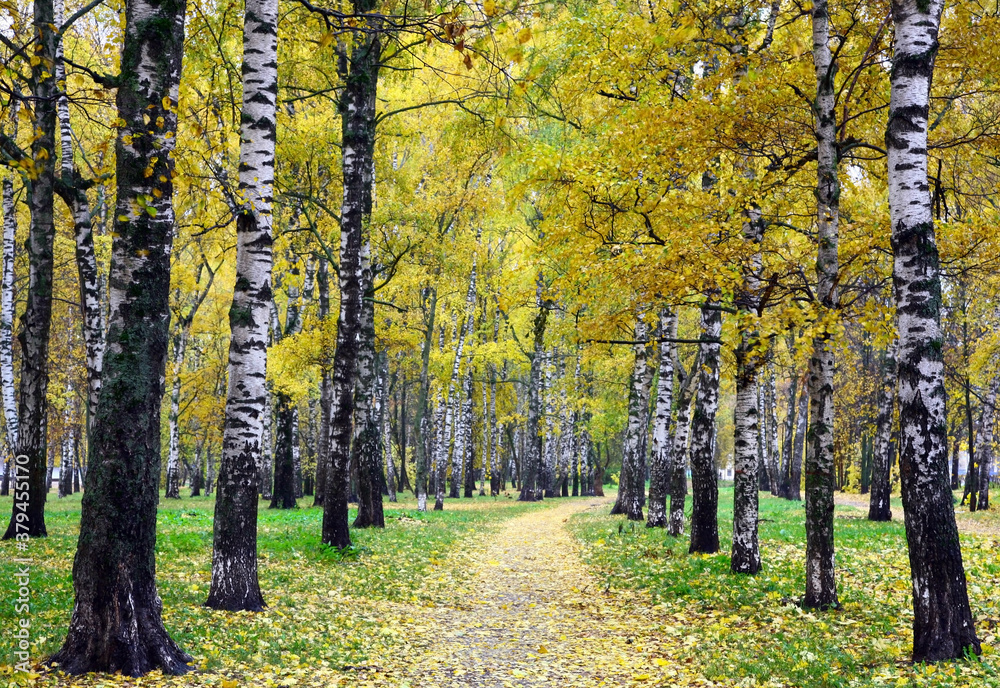 Fototapeta premium Golden autumn in the park with white birches
