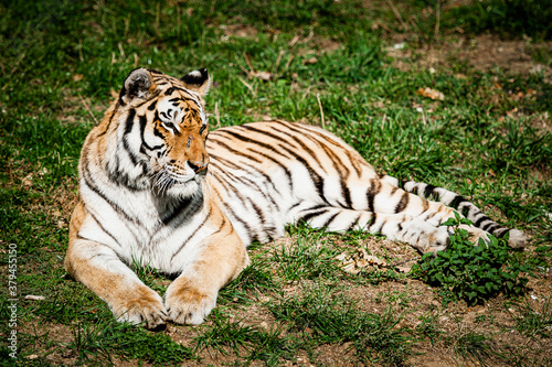 Tigre de Sib  rie allong   dans l herbe