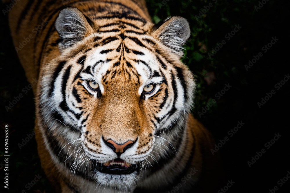 Fototapeta premium Portrait d'un magnifique félin tigre de Sibérie