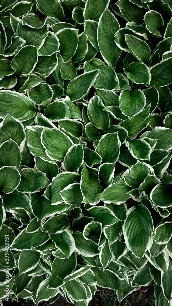 green leaves background green leaves background