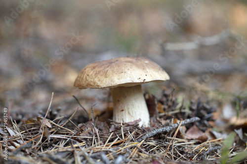 Borovik grows on a background of green moss. A white mushroom stands in the forest.