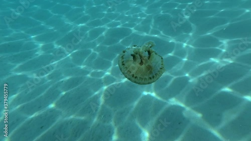 Closep-up of Compass jellyfish (Chrysaora hysoscella) swims over sandy bottom in sunrays. Adriatic Sea, Montenegro, Europe photo