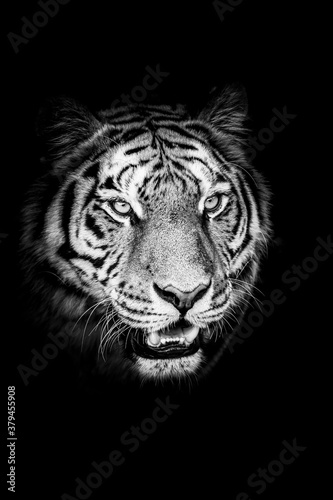Portrait d'un magnifique félin tigre de Sibérie