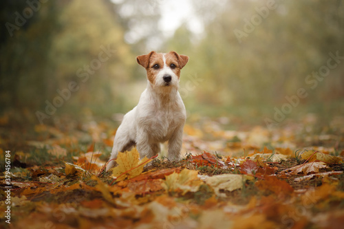 dog in yellow leaves. jack russell terrier in nature in autumn park
