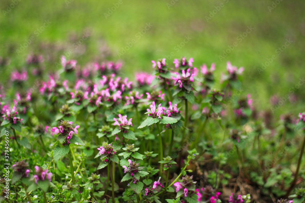 flowers in the field flowers in the field