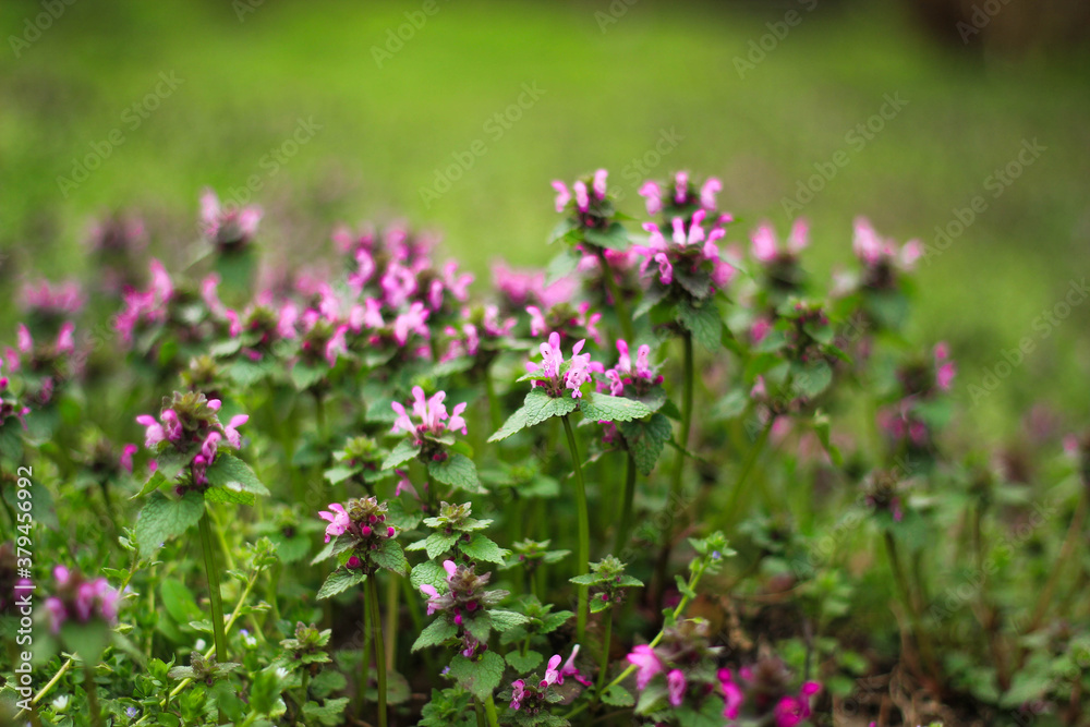 flowers in the field flowers in the field