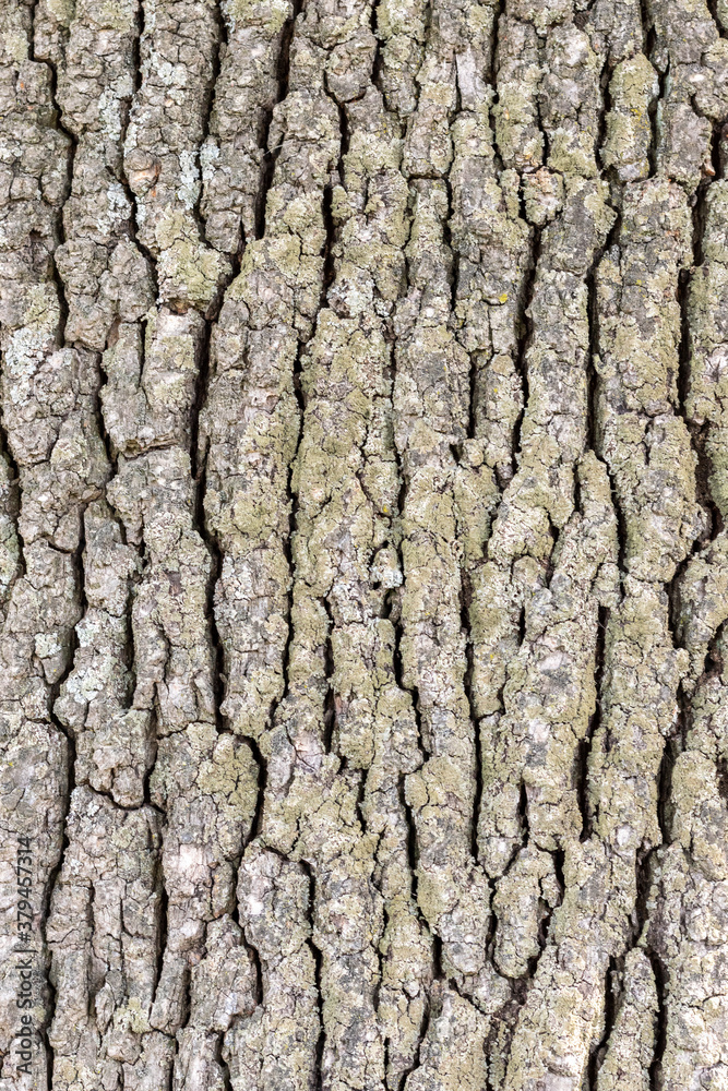 Embossed bark of an old oak. Bark texture background. Embossed bark of an old oak. Bark texture background.